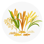 grains